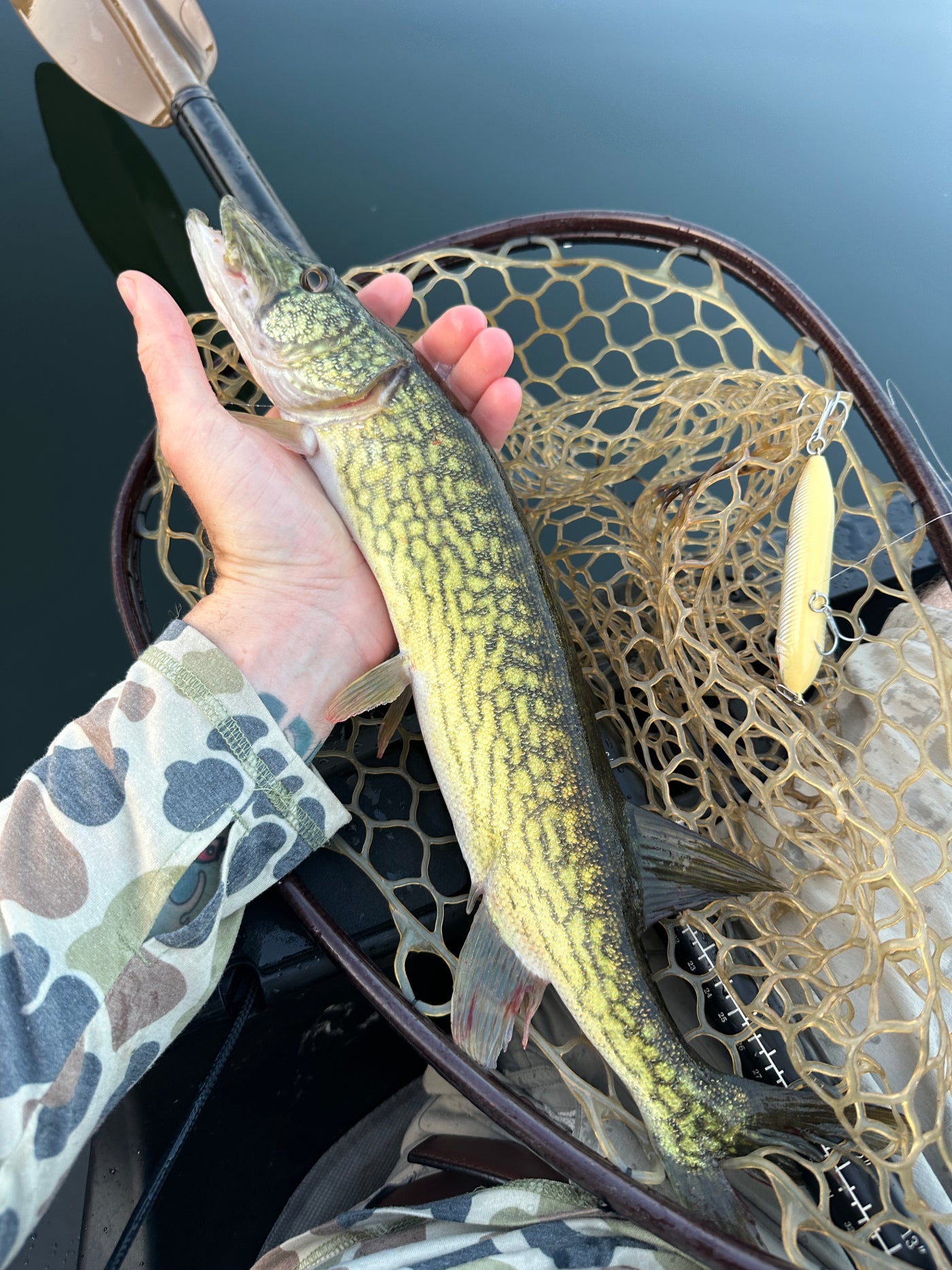 Chain Pickerel: Green, Lean, & Mean