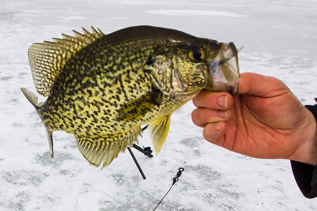 Head North for Ice Fishing Options: Part II