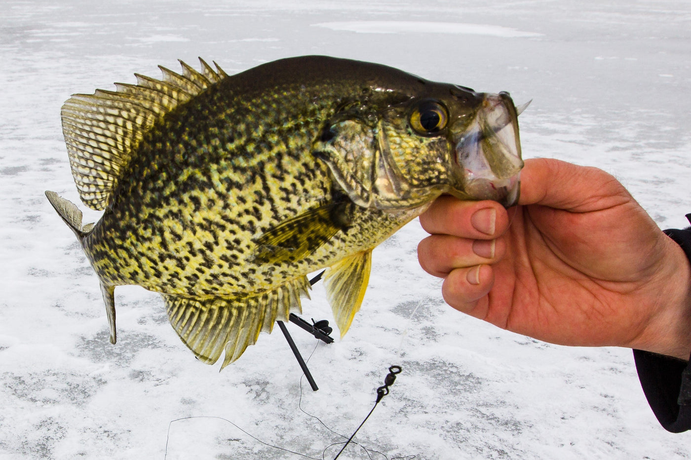 Head North for Ice Fishing Options: Part II